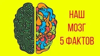 ЧЕЛОВЕЧЕСКИЙ МОЗГ | 5 ФАКТОВ
