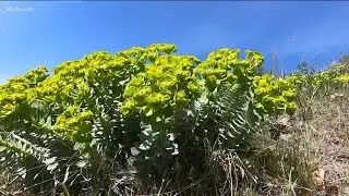 Toxic plants to avoid in the Boise Foothills