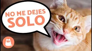 6 SEÑALES de que tu GATO se SIENTE SOLO 😿 ¡NO las IGNORES! ⚠️