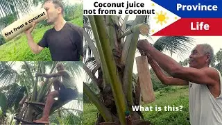 Province Life - 60 year old man climbs coconut trees everyday