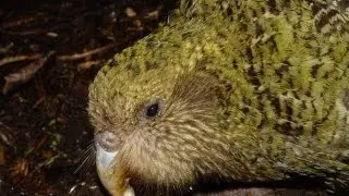 Kakapo Nest