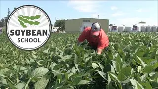 Soybean School: Planting deep has pros and cons