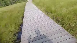 сестрорецкое болото