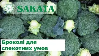 Перший вибір для вирощування броколі в спекотні літні місяці.