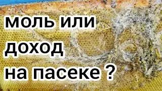 ВОСКОВАЯ МОЛЬ ИЛИ ДОХОД НА ПАСЕКЕ. BEEKEEPING. Пчеловодство. Настойка ПЖВМ.