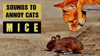 SOUNDS TO ANNOY CATS | Mice Sounds | Make your Cat Go Crazy! HD