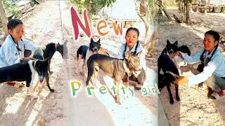 Ah Mey brings dogs to increase the number of dogs