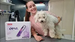 🔴LIVE Puppy Grooming - Bichon Frise