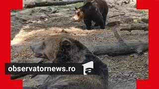 Situaţie alarmantă la Zoo, în Târgu Mureş. Tot mai mulţi urşi sar gardurile în căutare de hrană