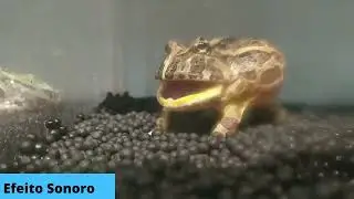 sapo   efeito sonoro | auta qualidade HD