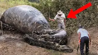 10 Deadliest Snake Encounters!