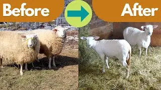 Sheep Shearing Timelapse: Incredible Sheep Transformation