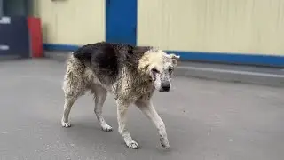 14-year-old dog limps and cries to find owner's car after being pushed off