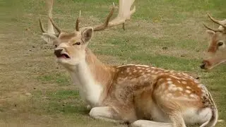 Funniest ANIMALs videos I’ve watched all month! 🤣 Let's watch