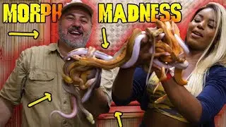 Retic Morph Madness: Jay and Kaye Wednesday