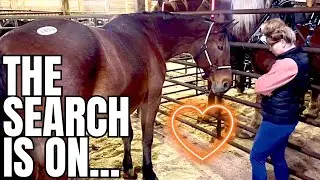 Our Last Hope To Find An Auction Horse…