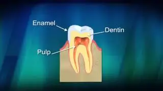 Parts of the Tooth