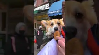 🥯 Mad Max’s Bagel Bites at Greenbergs Bagels in NYC #shorts