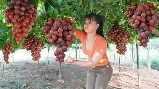 Harvesting Grapes Goes To Countryside Market Sell - Animals care, Harvest and preserve onions