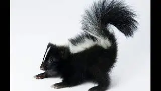 Skunk sound