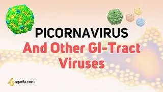 Picornavirus Microbiology | Enterovirus, Rhinovirus, Aphthovirus and Cardiovirus Virology