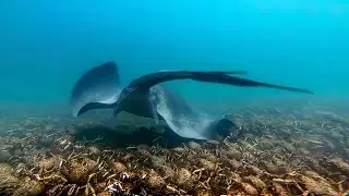 The stingray is attacking the army of crabs! Shark attacks stingray!