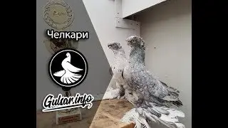 ДВУХЧУБЫЕ ЧЕЛКАРИ / МРАМОРНЫЕ ГОЛУБИ / PIGEONS / TAUBE