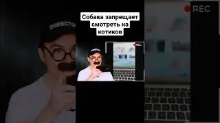 Собака запрещает смотреть на котиков #shorts