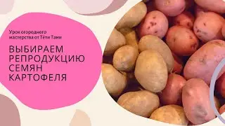 Выбираем репродукцию семян картофеля...