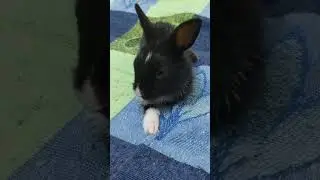 Baby Rabbit 🐇