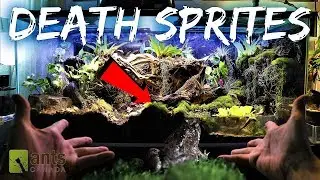 DEATH SPRITES: Creating a Frog Haven & Ant Hell