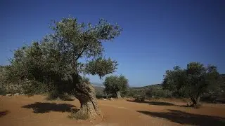 Il caldo estremo ha effetti devastanti sulla coltivazione di olive: in Puglia 80% di olio in meno