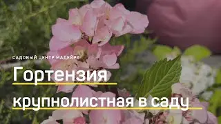 Крупнолистная ГОРТЕНЗИЯ. КАК ВЫРАСТИТЬ в саду. Ремонтантные сорта.