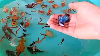 PingPong Pearl Scale Goldfish Red Guppy Halfmoon Betta Fish Molly Pleco Angelfish Cute Animals Video