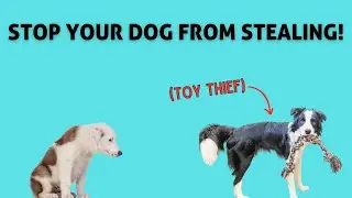 Stop Your Dog From Stealing!