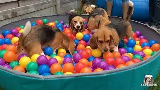 Funny Dogs Having a Pool Party Ft. Louie & Marie