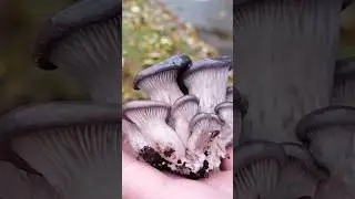 грибы вешенки 