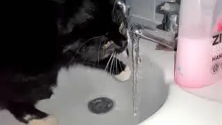 Slow Mo Kitten Drinking From The Tap.