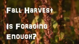 Fall Harvest - Can you Really Survive from Foraging Alone?