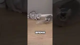 Этот крошечный котёнок застрял в бутылке 😱