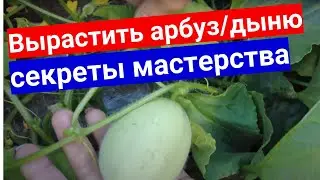 Догадались выращивать арбуз на мульче - спасли от ливней.