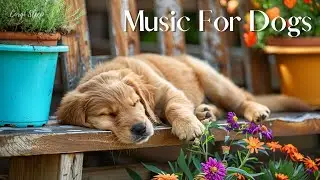 🔴[LIVE] Dog music🎵Relaxing music🐶Separation anxiety treatment music that calms dogs💖Dog separation