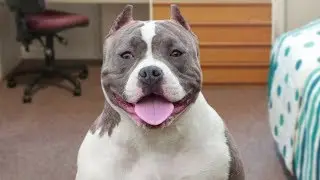 Funny American Bully Videos