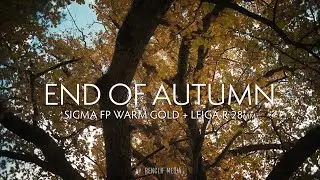 End of Autumn // Sigma FP Warm Gold + Leica R 28