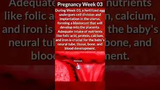 Pregnancy Week 3 | Pregnancy Week by Week #pregnancy #babydevelopment #shorts