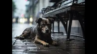 From Fear to Hope: Rescuing a Stray Dog in the Rain 🌧️🐾 #rescuelife #animals #animallover