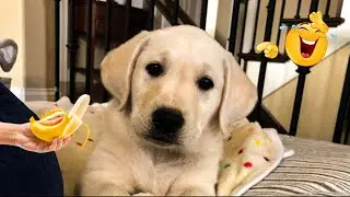 The Funniest Animal Moments Compilation 😹🐶 Cat and Dog Videos That Don't Disappoint You.