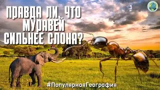 ПРАВДА ЛИ, ЧТО МУРАВЕЙ СИЛЬНЕЕ СЛОНА? Живая природа. Интересные факты. Популярная География