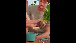 Plant Potting Basics with Stump Plants