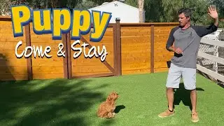 Train your puppy to come to you